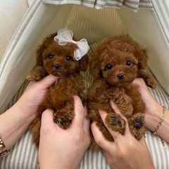 Poodle red toy-thumb-3