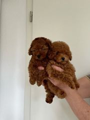 Poodle red toy-thumb-4
