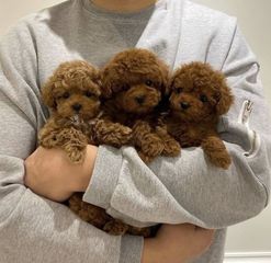 Poodle red toy-thumb-5