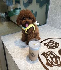Poodle red toy-thumb-6