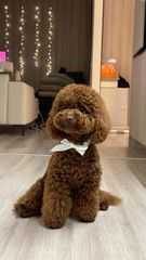 Poodle red toy-thumb-7