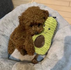 Poodle red toy-thumb-8