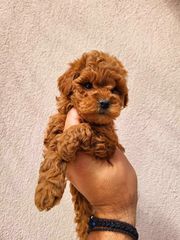 Poodle κοκκινο pedigree