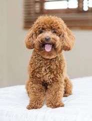 Poodle κοκκινο pedigree-thumb-1