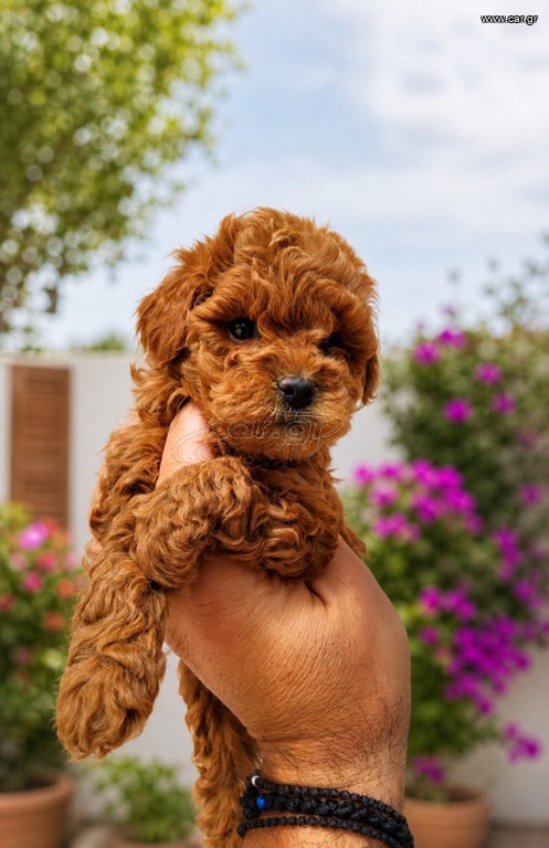 Poodle κοκκινο pedigree