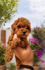 Poodle κοκκινο pedigree