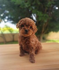 Poodle toy pedigree