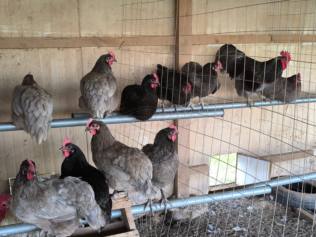 Αυγά Εκκόλαψης Αυστραλόρπ Μπλε-Μαύρο