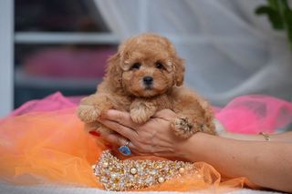 Κανίς πουντλ μόκα poodle