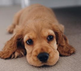 Κόκερ Σπάνιελ