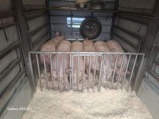 Γουρουνάκια για θρεψιμο κρεατωπαραγωγης