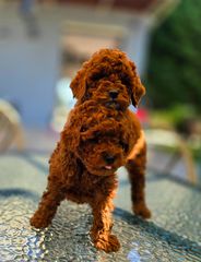 Poodle toy pedigree