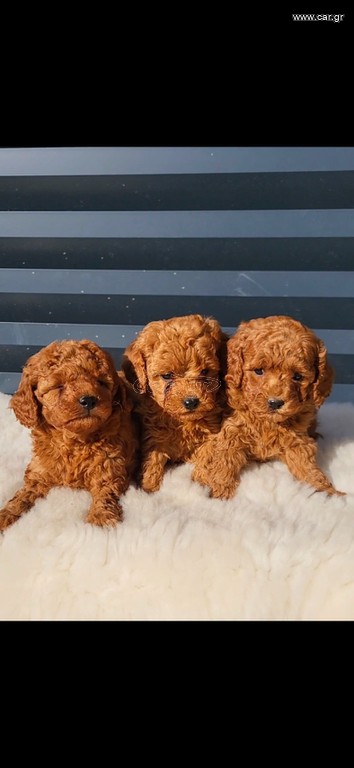 Poodle toy pedigree