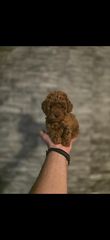 Poodle toy pedigree