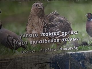 Διάφορα ζώα.-thumb-26