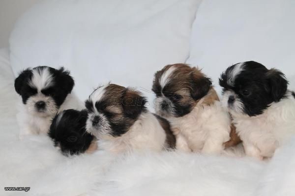 Σιχ Τσου / Shih Tzu