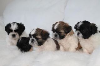 Σιχ Τσου / Shih Tzu