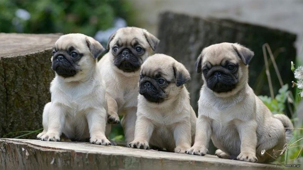 Παγκ / Pug