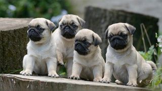 Παγκ / Pug