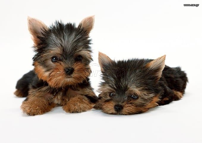 Μίνι Γιορκσάιρ Τεριέ / Yorkshire Terrier