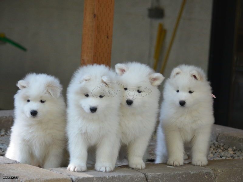 Σαμογιέντ / Samoyed