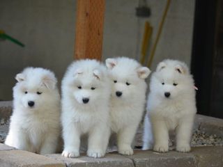 Σαμογιέντ / Samoyed
