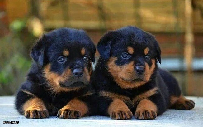 Ροτβάιλερ / Rottweiler