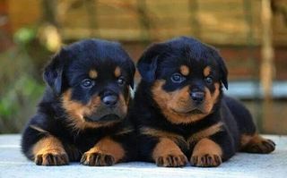 Ροτβάιλερ / Rottweiler