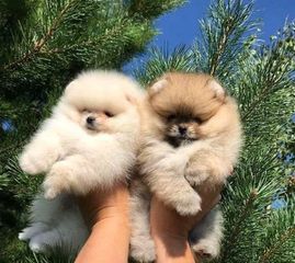 Πομεράνιαν / Pomeranian
