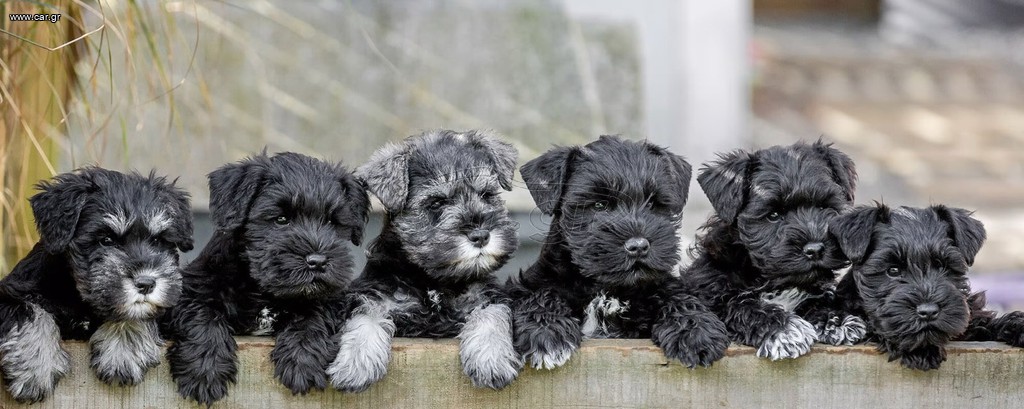 Σναουτσερ / Schnauzer