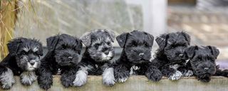 Σναουτσερ / Schnauzer