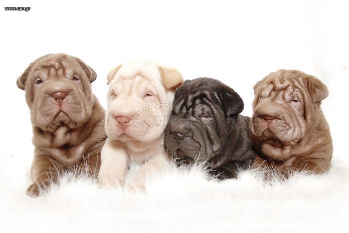 Σαρ Πει / Shar pei