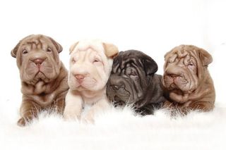 Σαρ Πει / Shar pei