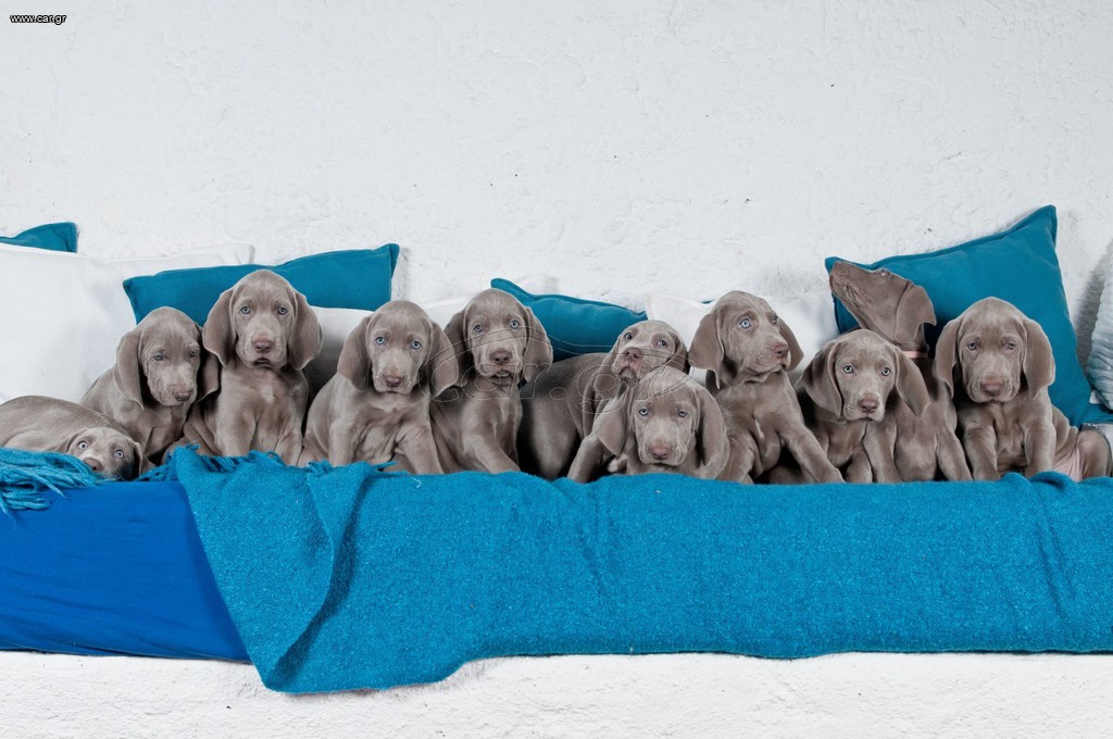 Βαϊμαρανερ / Weimaraner