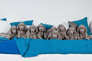 Βαϊμαρανερ / Weimaraner
