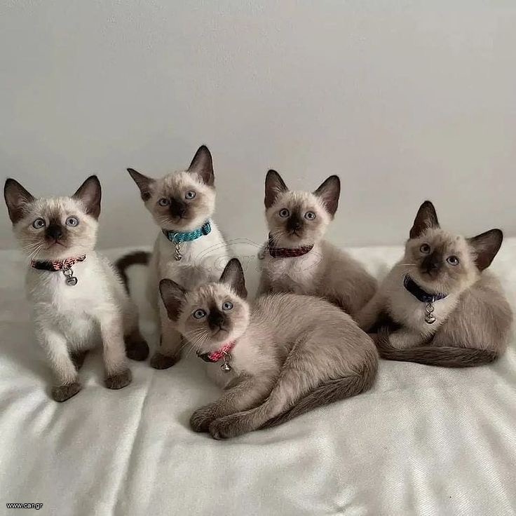 Σιαμαιζα / Siamese