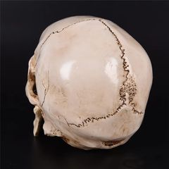 Κρανίο, Νεκροκεφαλή, ακριβές αντίγραφο, hand made, σαν αληθινό!-thumb-3