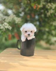 Μαλτεζ tea cup-thumb-1