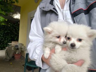 Pomeranian spitz