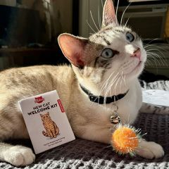 Welcome Cat Tin / Gadgets-thumb-1