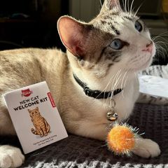 Welcome Cat Tin / Gadgets-thumb-2