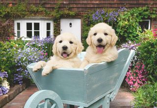 Ravensburger - Golden Retriever 200p Ad - (12001368) / Toys
