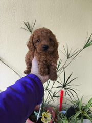 Poodle κανίς toy και mini