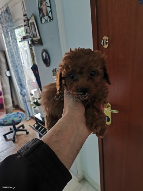Poodle κανίς toy και mini