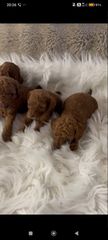 Poodle κανίς toy και mini-thumb-2