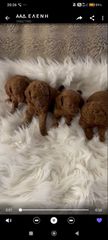 Poodle κανίς toy και mini-thumb-3