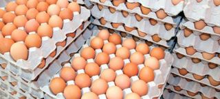 Αυγά ελευθέρας βοσκής φρέσκα