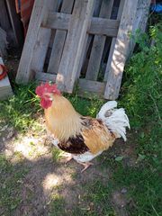 ΚΟΤΕΣ - ΚΟΚΟΡΑΣ