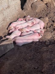 Γουρουνάκια για θρεψιμο