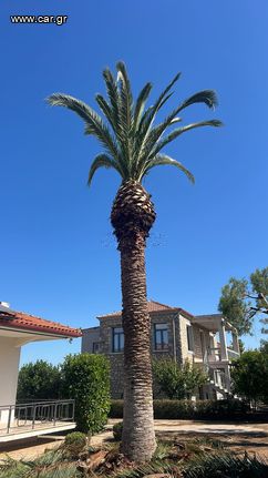 ΠΩΛΕΙΤΑΙ ΦΟΙΝΙΚΑΣ  ΔΩΔΕΚΑ ΜΕΤΡΑ (12m)